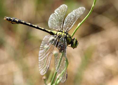 130805 124 a r Ophiogomphus cecilia