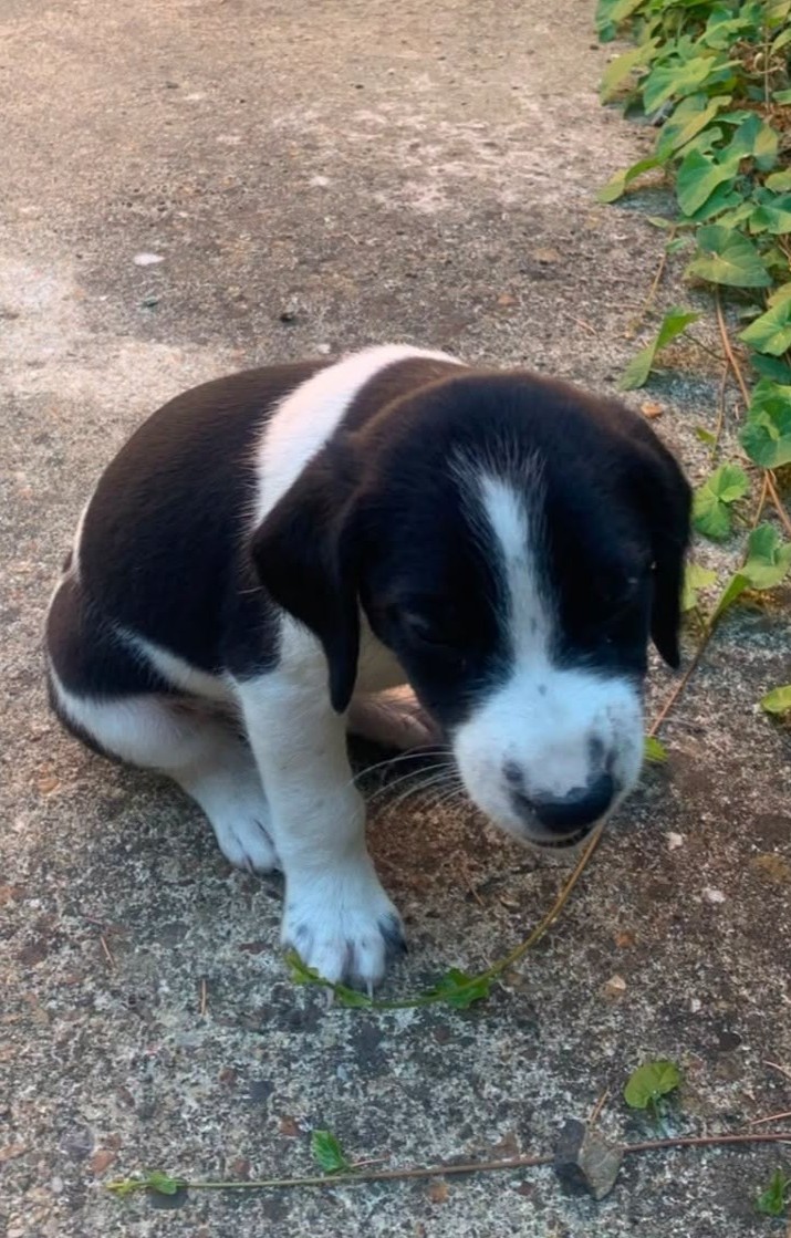chiot beagle
